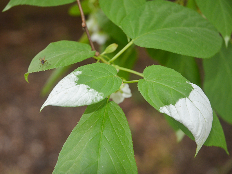 Actinidia kolomikta, leaf.